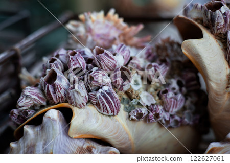 Close up of barnacle encrusted seashell with textured patterns 122627061
