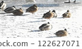 Duck on ice 122627071