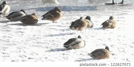 冰上鴨子 冰上鴨子 122627071