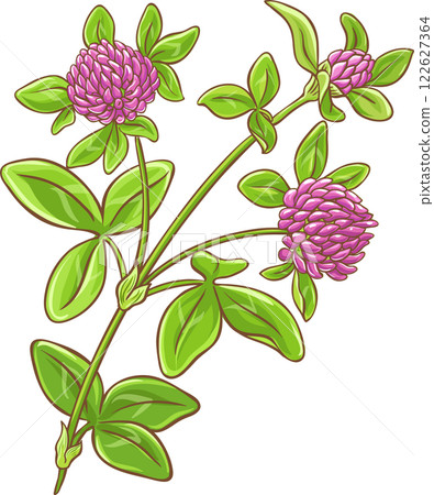 Clover Plant with Flowers Colored Detailed Illustration. 122627364