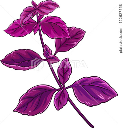 Purple Basil Branch with Leaves Colored Detailed Illustration. Purple Basil Branch with Leaves Colored Detailed Illustration. 122627368