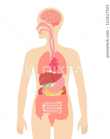 人體器官 122627503