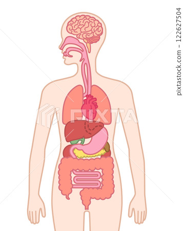Human organs Human organs 122627504