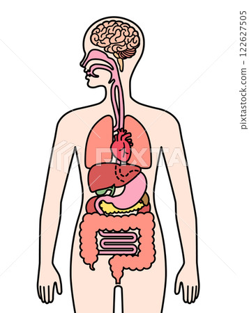 Human organs 122627505