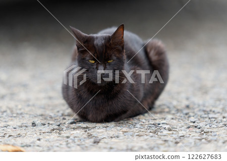 一隻黑貓的肖像 122627683