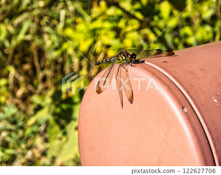 Summer scent Summer scent 122627706