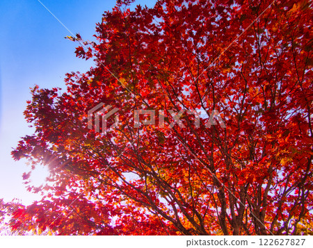 Autumn Wind 122627827