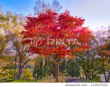 Autumn Wind 122627828