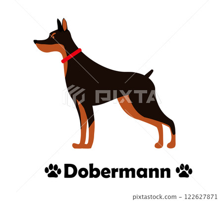 Doberman flat design, simple illustration of a dog lying sideways 122627871