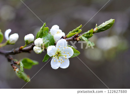 a branch of white apple tree flowers, covered with dew and raindrops, on a blurred background 122627880