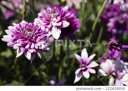 Floral wallpaper background. Beautiful pink Chrysanthemum garden autumn flowers. 122628030