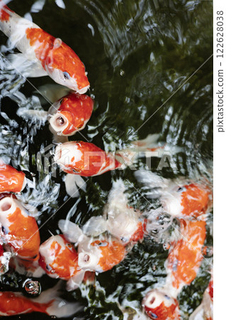 The Koi fishes swimming and finding food. The Koi fishes swimming and finding food. 122628038
