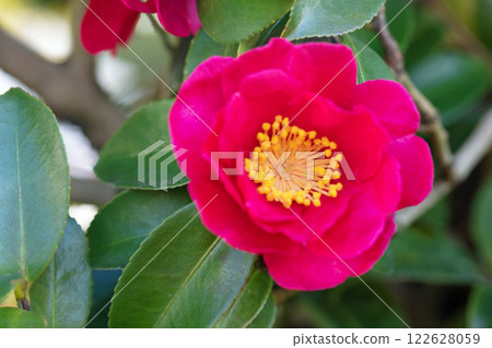 房子周圍種滿了花，四季都有不同的花。 122628059