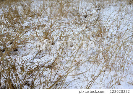 Withered silver grass in winter scenery 122628222