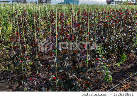 Seedlings of decorative apple trees in the nursery 122628681