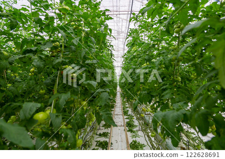 Growing vegetables in a greenhouse. Industrial greenhouse with tomatoes 122628691