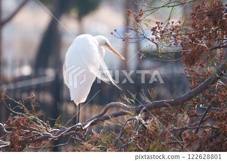 大白鷺站在樹枝上 122628801
