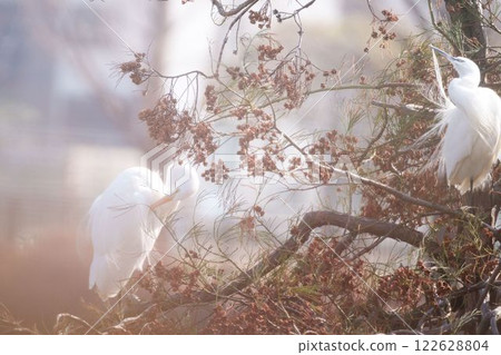 Two egrets preening together 122628804