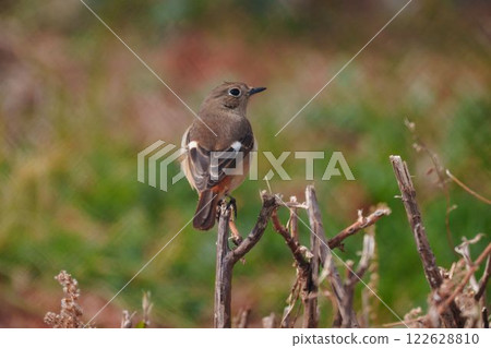 A beautiful Daurian redstart from behind A beautiful Daurian redstart from behind 122628810