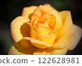 Beautiful rose flower close-up 122628981