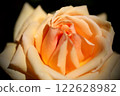 Beautiful rose flower close-up 122628982