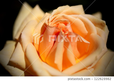 Beautiful rose flower close-up Beautiful rose flower close-up 122628982