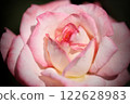 Beautiful rose flower close-up 122628983