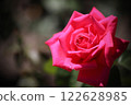 Beautiful rose flower close-up 122628985
