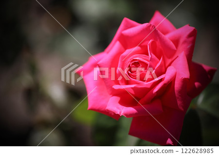 Beautiful rose flower close-up Beautiful rose flower close-up 122628985