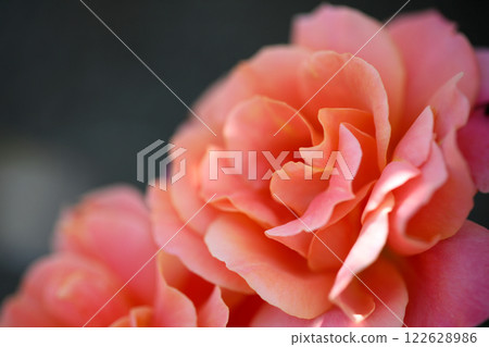Beautiful rose flower close-up Beautiful rose flower close-up 122628986