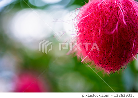 A rare, fluffy, pink tropical plant found in the South Seas that looks like a cute ball of yarn. 122629333