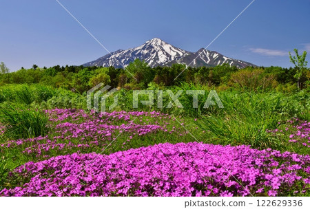 Blossoming flowers on Rishiri Island 122629336