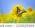 藍天下，一隻美麗的燕尾蝶停在向日葵上的特寫 122629369