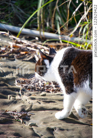 Udo Shrine Cat Udo Shrine Cat 122629422