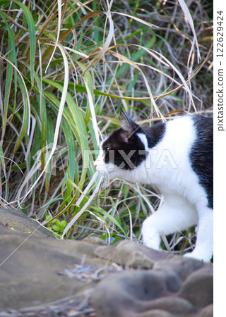 Udo Shrine Cat 122629424