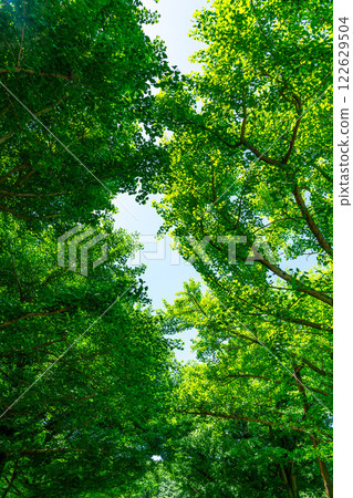 Beautiful fresh greenery covering the sky Beautiful fresh greenery covering the sky 122629504