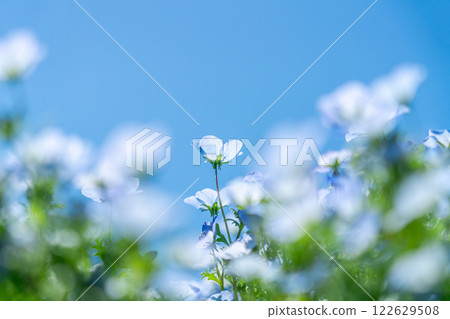 粉蝶花在藍天下盛開 122629508