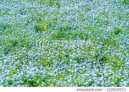 Nemophila flower field spreading to one side Nemophila flower field spreading to one side 122629511