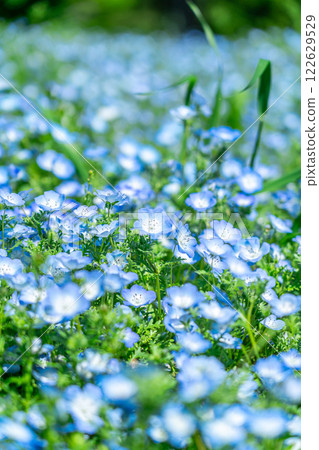 Nemophila flower field spreading to one side 122629529