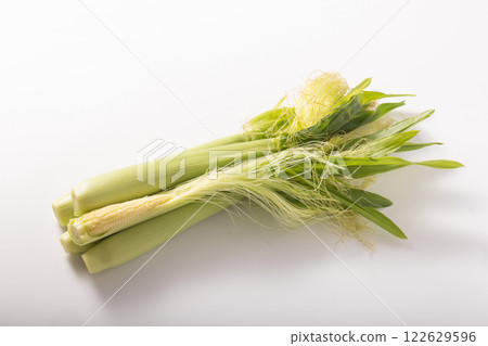 [沖繩縣] 玉米苗 122629596