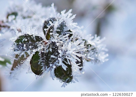 Frost flower 122630027