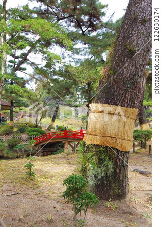 一棵裹著稻草的松樹和一座紅色的橋 一棵裹著稻草的松樹和一座紅色的橋 122630174
