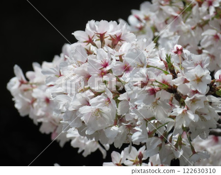 櫻花盛開 櫻花盛開 122630310