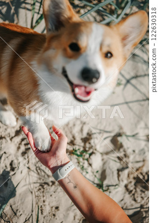 Dog is giving paw to the woman. Dog's paw in human's hand. Dog is giving paw to the woman. Dog's paw in human's hand. 122630318