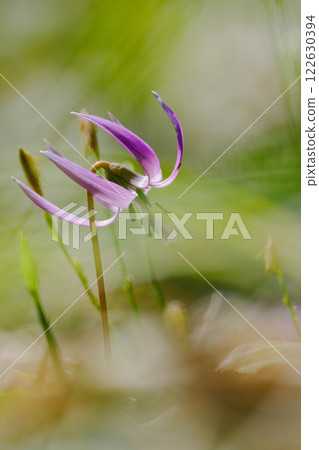 Dogtooth violet (8) 122630394