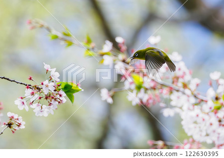 White-eye 122630395