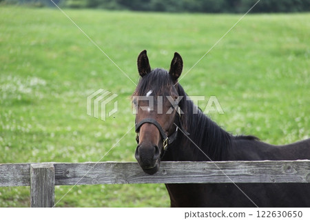 Thoroughbred Face_Hidaka 122630650