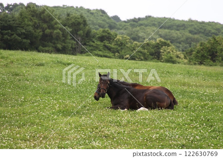 Thoroughbreds taking a nap_Hidaka Thoroughbreds taking a nap_Hidaka 122630769
