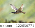 飛行中的普通磯鷸 122630771
