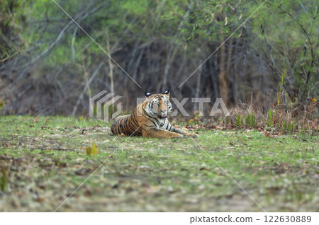 wild bengal male tiger or panthera tigris at bandhavgarh national park forest tiger reserve umaria madhya pradesh india. tiger sitting in natural green background with full face eye contact in safari wild bengal male tiger or panthera tigris at bandhavgarh national park forest tiger reserve umaria madhya pradesh india. tiger sitting in natural green background with full face eye contact in safari 122630889